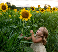 Sunflower Portraits with the "L" Family